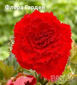 БЕГОНИЯ - Грудки/ ПРЕДВАРИТЕЛНИ ПОРЪЧКИ, снимка 9 - Сортови семена и луковици - 49235759