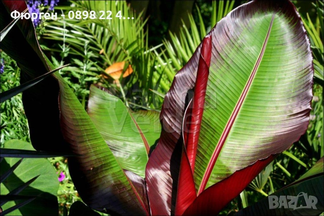 Банановото дърво на Абисиния - Червен Банан или етиопски банан Цена 32лв, снимка 5 - Разсади - 51148296