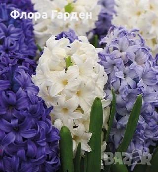 Луковици ЗЮМБЮЛИ, снимка 2 - Градински цветя и растения - 51033126