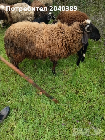 Миналогодишен скопен коч , снимка 3 - Овце - 54044771