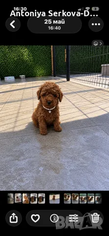 poodle toy/пудел той