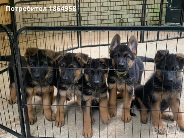 Немски Овчарски Кучета Доставка