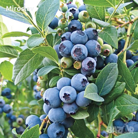 Боровинка (Синьо Злато)/Vaccinium Blue gold, снимка 3 - Градински цветя и растения - 39933087