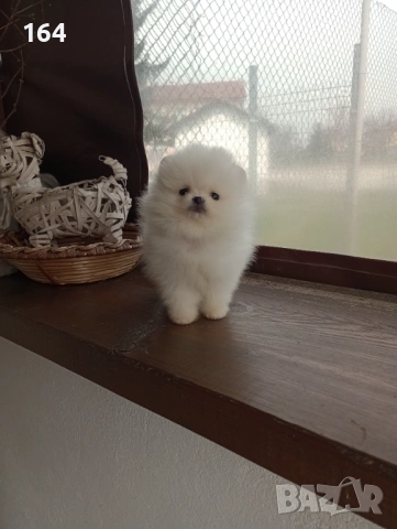 Чисто бели мини Померани. Реални снимки 21.03.26, снимка 6 - Померан - 53877287