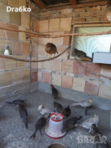  жълто и червено златни фазани , снимка 5 - други­ - 37746619