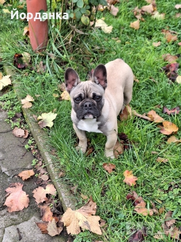 Френски булдог