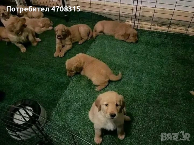 Голдън ретривър момче родословен баща, снимка 6 - Голдън ретривър - 53354373