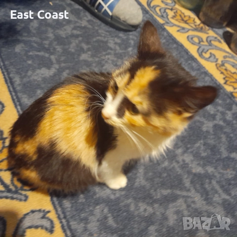 Малко сладко коте/котенце търси своя дом спешни във Варна, снимка 3 - Други - 52672571