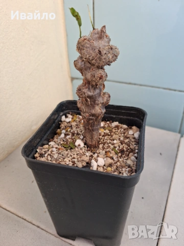 Сукуленти само за ценители, снимка 15 - Стайни растения - 35248161