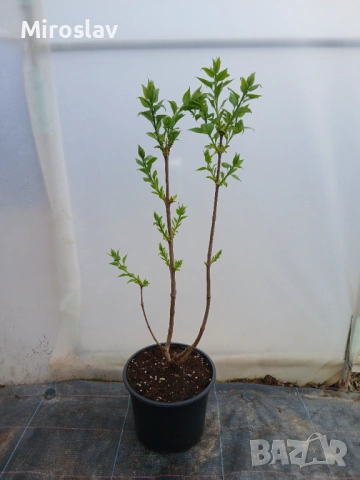 Жълт Люляк ("Primrose"), снимка 9 - Градински цветя и растения - 54008979