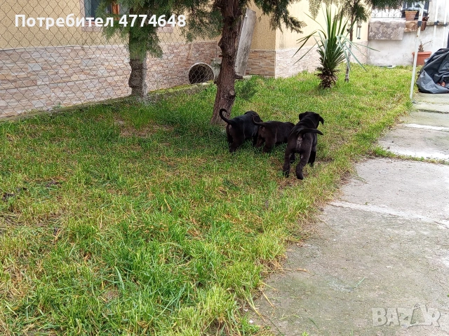 Продавам Кане Корсо чистокръвни САС ваксина, снимка 5 - Кане корсо - 54051351