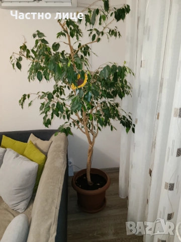 Голям отгледан Бенджамин 