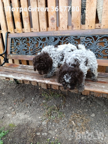 Логото романоел, снимка 7 - Шпаньоли - 52889856