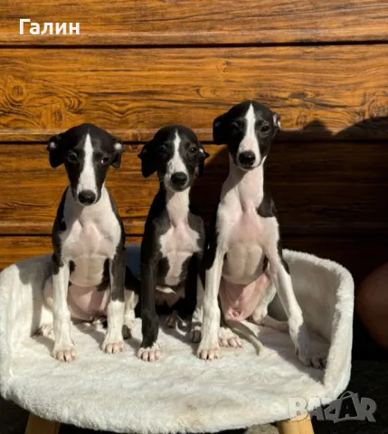 Уипет,Малка английска хрътка , снимка 2 - Хрътка - 47489309