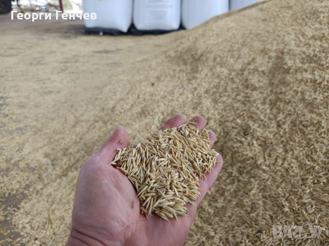 Продавам Слънчоглед, Пшеница и Овес, реколта 2025г., снимка 3 - За селскостопански - 51316517