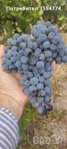 Продавам грозде сорт "Мерло"