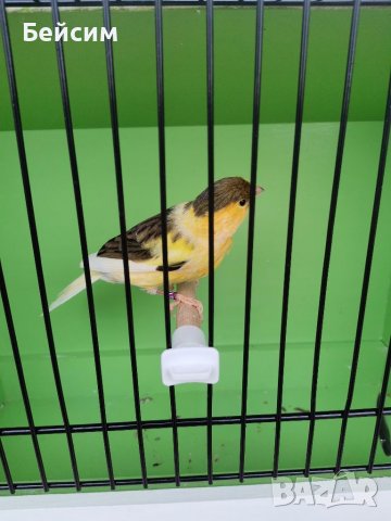 Канари, снимка 3 - Канари - 39417016