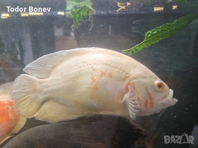 продавам астронатус , снимка 2 - Рибки - 52821475