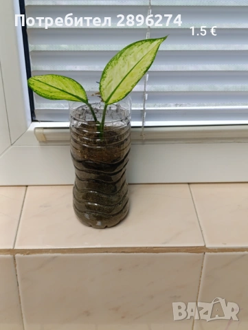  Дифенбахия, Сентполия, Алое вера, снимка 7 - Стайни растения - 46264327