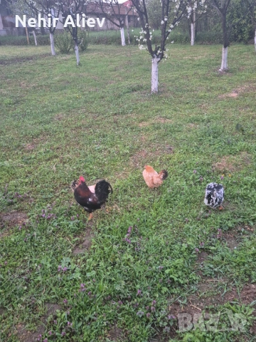 Продавам млади кокошки и петли, снимка 3 - Кокошки и пуйки - 54312526