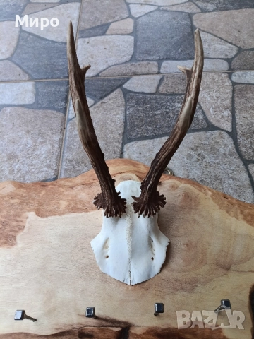 Стойка(закачалка) за ключове.Рога.Трофей, снимка 3 - Други стоки за дома - 51868854