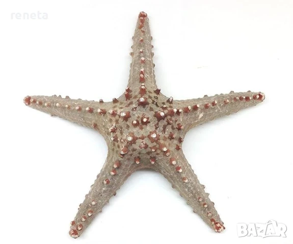 Морска звезда, Естествена, Натурален цвят, 24 см, снимка 1