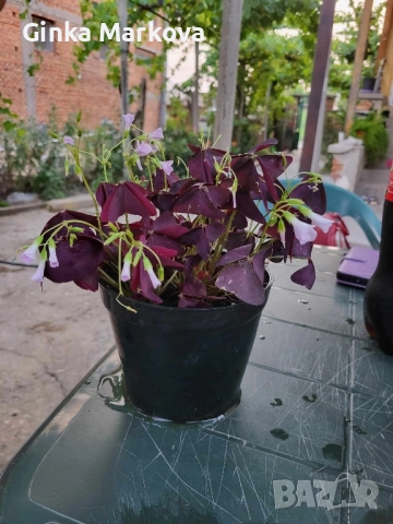 Лилава кралска детелина - 7,99лв.