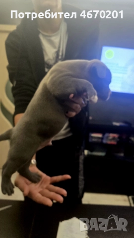 Американско Покет були, снимка 13 - Други - 52671780