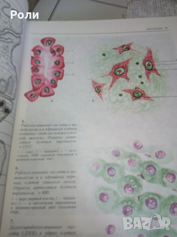 Атлас по ГИСТОЛОГИИ и ЕМБРИОЛОГИИ от И.В.Алмазов, Л.С.Сутулов, снимка 8 - Специализирана литература - 29403540