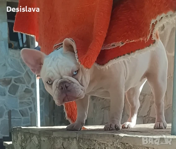Френски булдози , снимка 6 - Френски булдог - 50981628