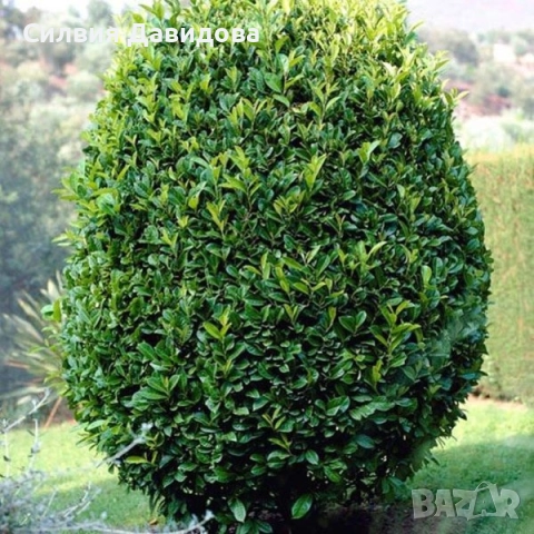 Лавровишня , снимка 16 - Градински цветя и растения - 51968758