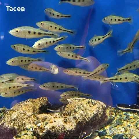 Цихла моноколус 8см