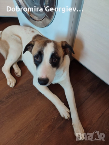 Рино си търси любящ дом