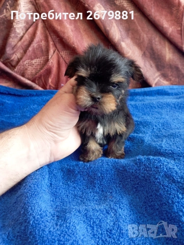 Мони йорки - момичета, снимка 4 - Йоркширски териер - 53922758
