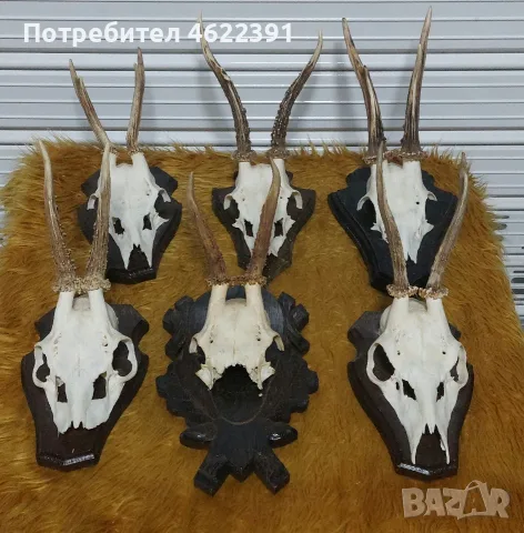 Трофей от сръндак 6 бр.