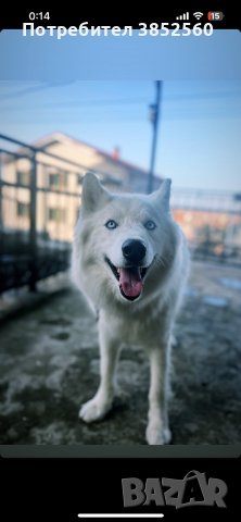 Мъжко хъски за разплод, снимка 4 - Хъски - 42392073