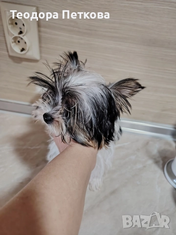 мини йоркширски териер бивър , снимка 3 - Йоркширски териер - 52962044
