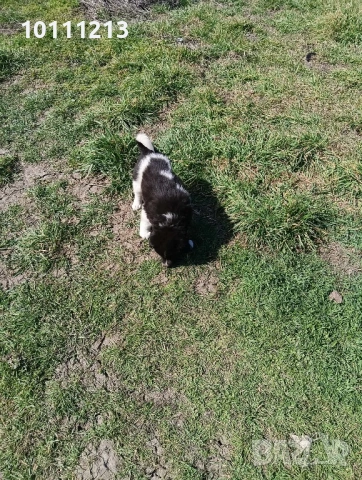 Малки Каракачанки, снимка 5 - Каракачанска овчарка - 53908715