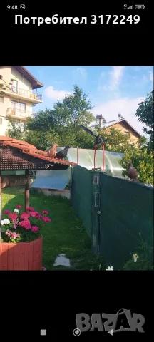 паламарски гълаби гълаби на глас