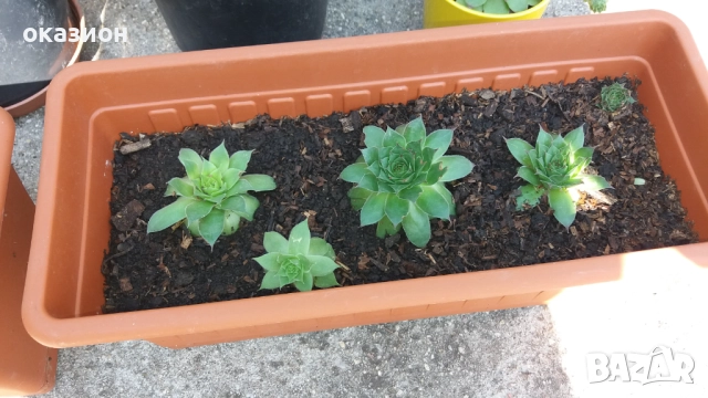 кактуси.алое,дебелец цена за всички, снимка 9 - Градински цветя и растения - 51708237