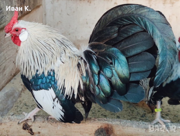 Продавам сребърен Розкомб., снимка 2 - Кокошки и пуйки - 44640537