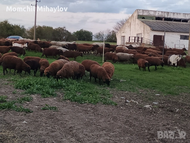 продавам овце , снимка 2 - Овце - 54316868