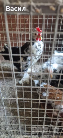 Млади петлета 