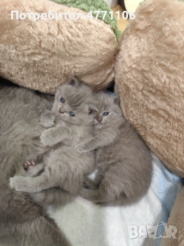 Британски късокосмести женски котета, снимка 4 - Британска късокосместа - 53904101