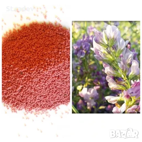 Люцерна семе. семе люцерна , снимка 4 - За селскостопански - 47162365