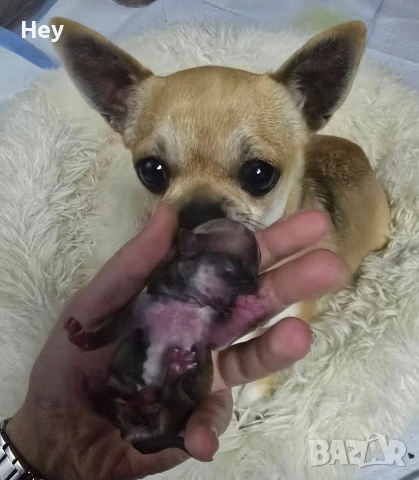 Чихуахуа, снимка 5 - Чихуахуа - 54243284