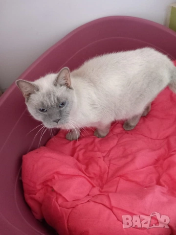 Британска колор пойнт , снимка 3 - Британска късокосместа - 53313842