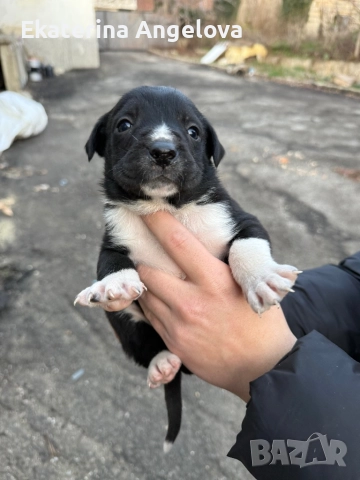 Малки кученца, снимка 6 - Питбул - 52839312