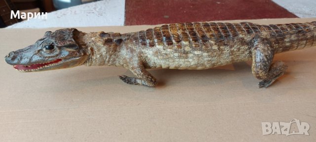 Препариран алигатор, снимка 6 - Антикварни и старинни предмети - 44460534