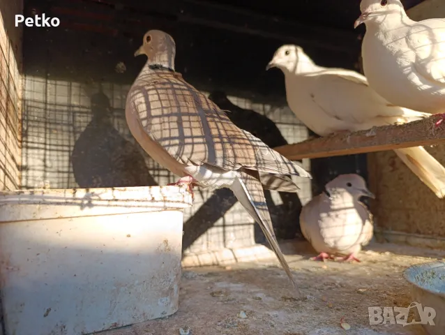 Продавам гълъби от снимките , снимка 8 - Гълъби - 47875262